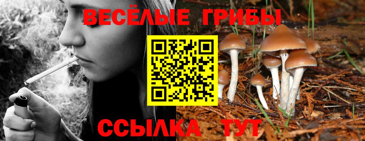Псилоцибиновые грибы Cubensis Великие Луки